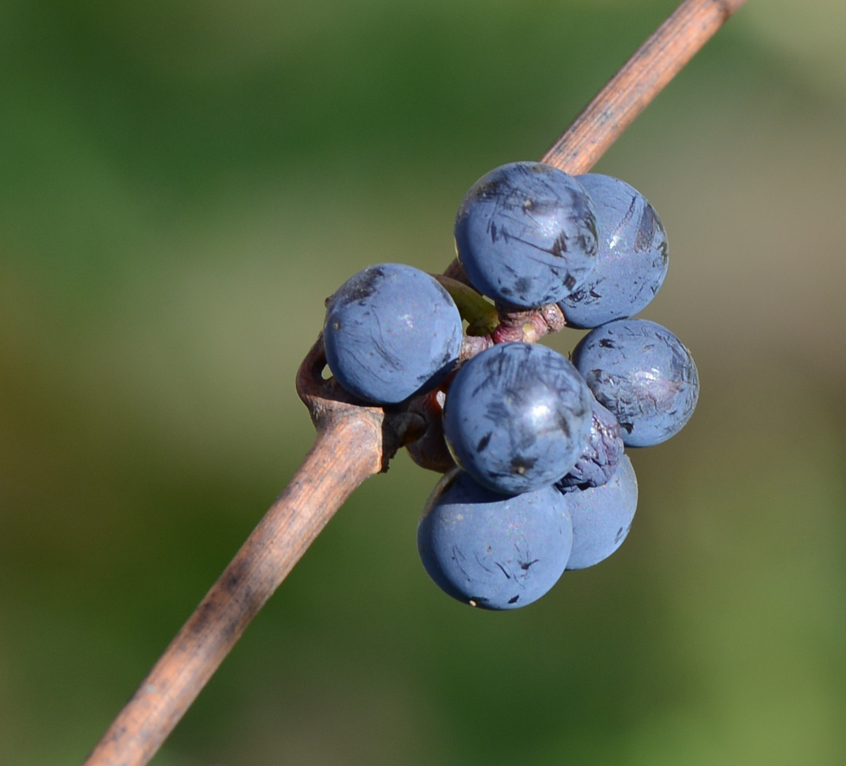 rescapés des dernières vendanges