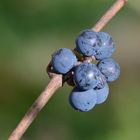 rescapés des dernières vendanges