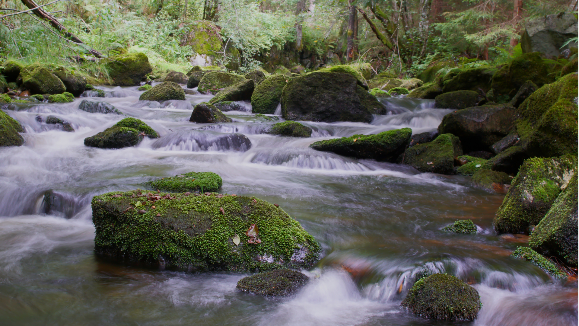 Reschbach, NP Bayerischer Wald