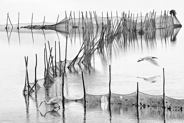 Réseaux pour la vie et pour la mort