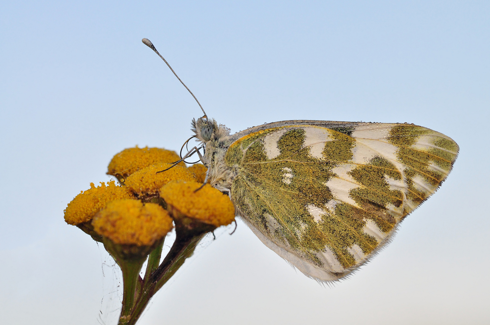 Reseda Falter #3