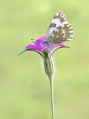 Reseda Falter 