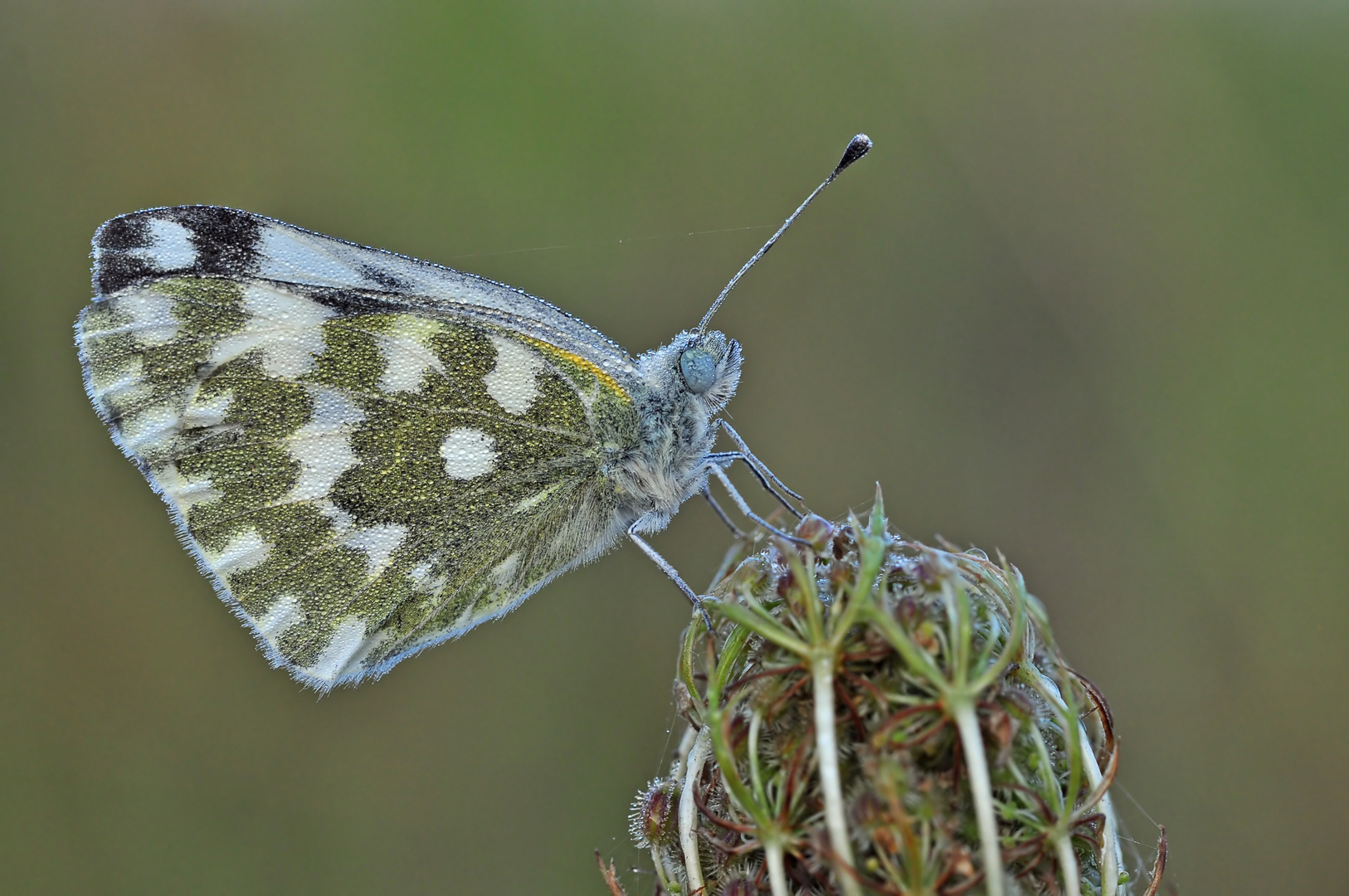 Reseda Falter