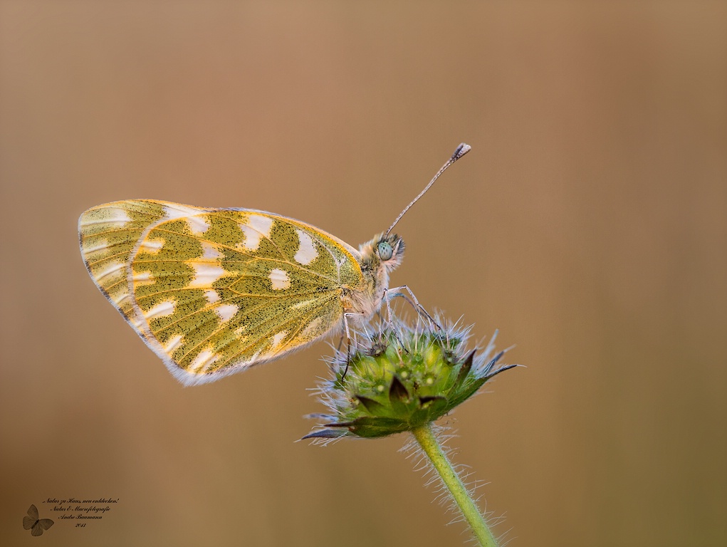 Reseda Weißling -Pontia daplidice