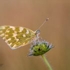 Reseda Weißling -Pontia daplidice