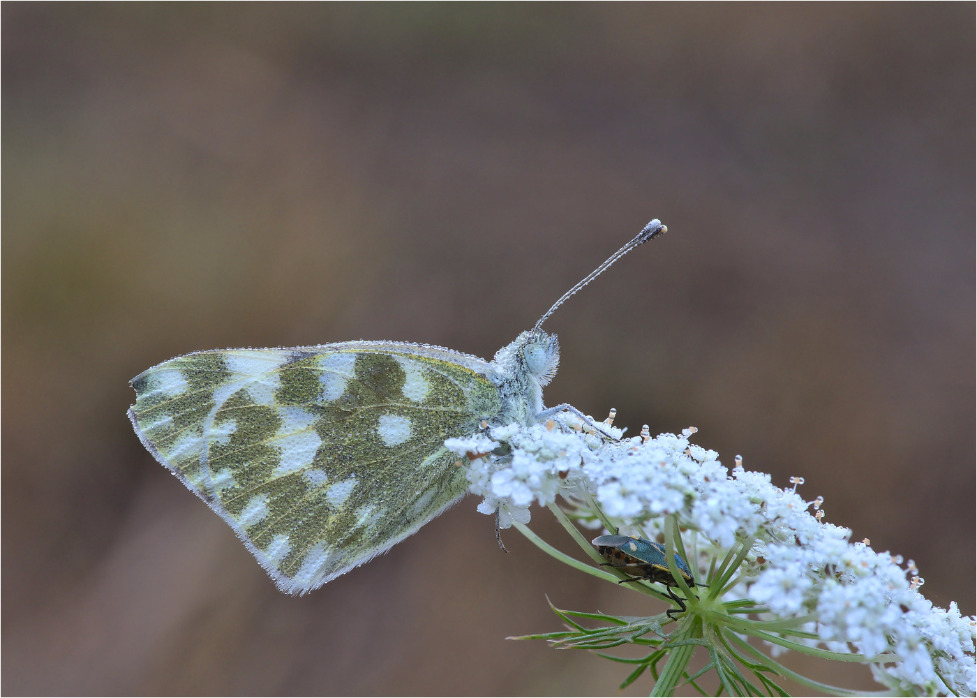 Reseda-Weißling (Pontia edusa)