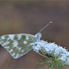 Reseda-Weißling (Pontia edusa)