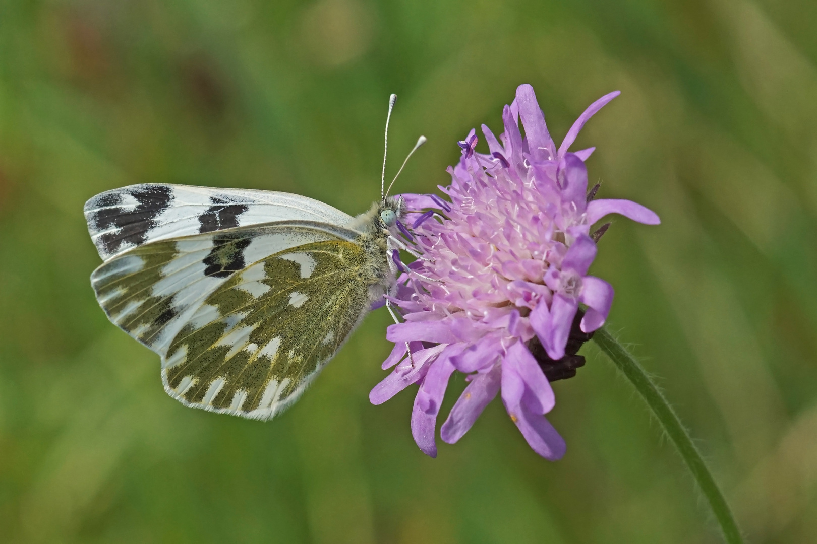 Reseda-Weißling (Pontia edusa)