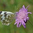 Reseda-Weißling (Pontia edusa)