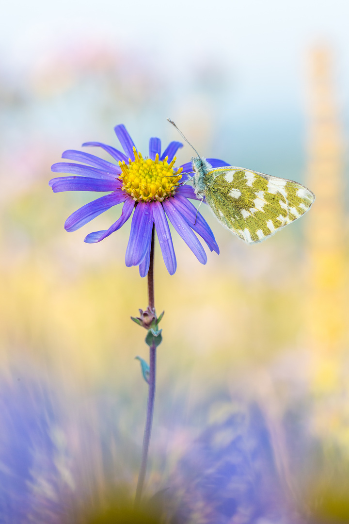 Resedafalter auf Aster