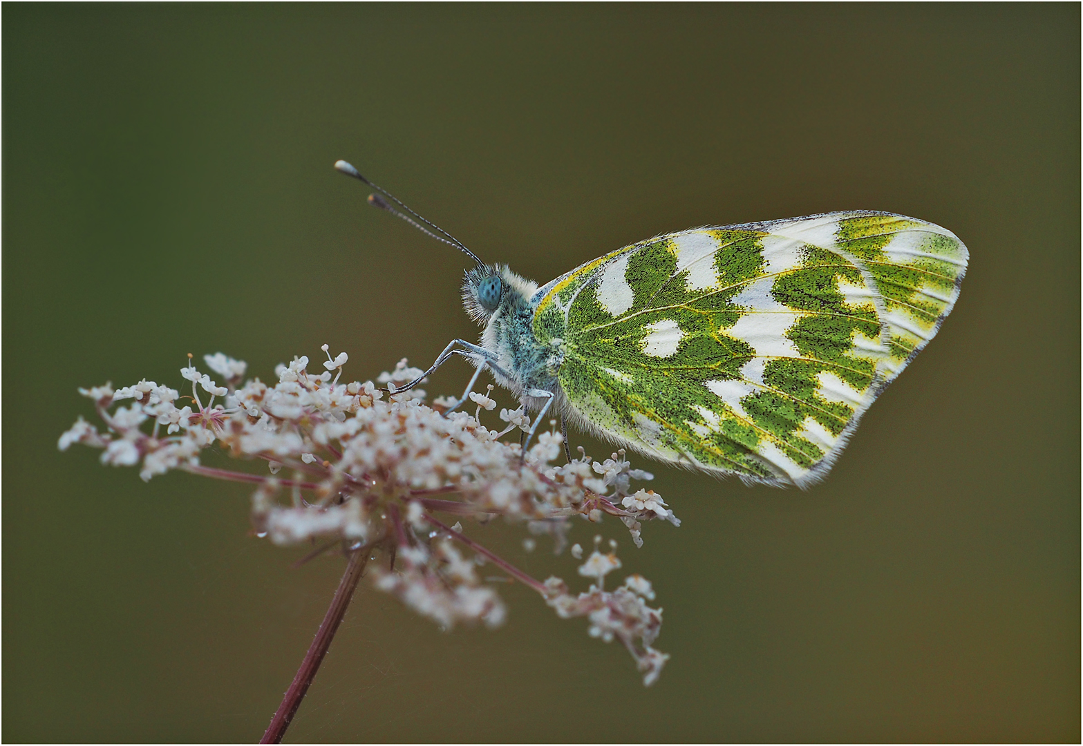 Resedafalter / Pontia edusa