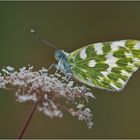 Resedafalter / Pontia edusa