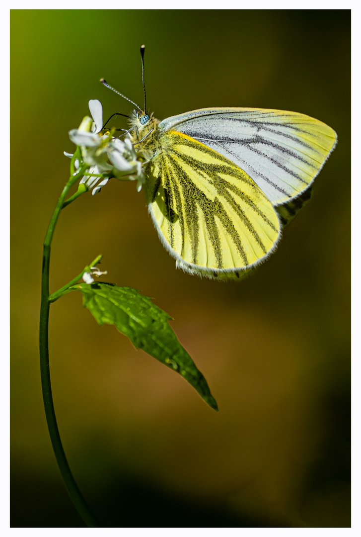 Resedafalter (Pontia edusa)