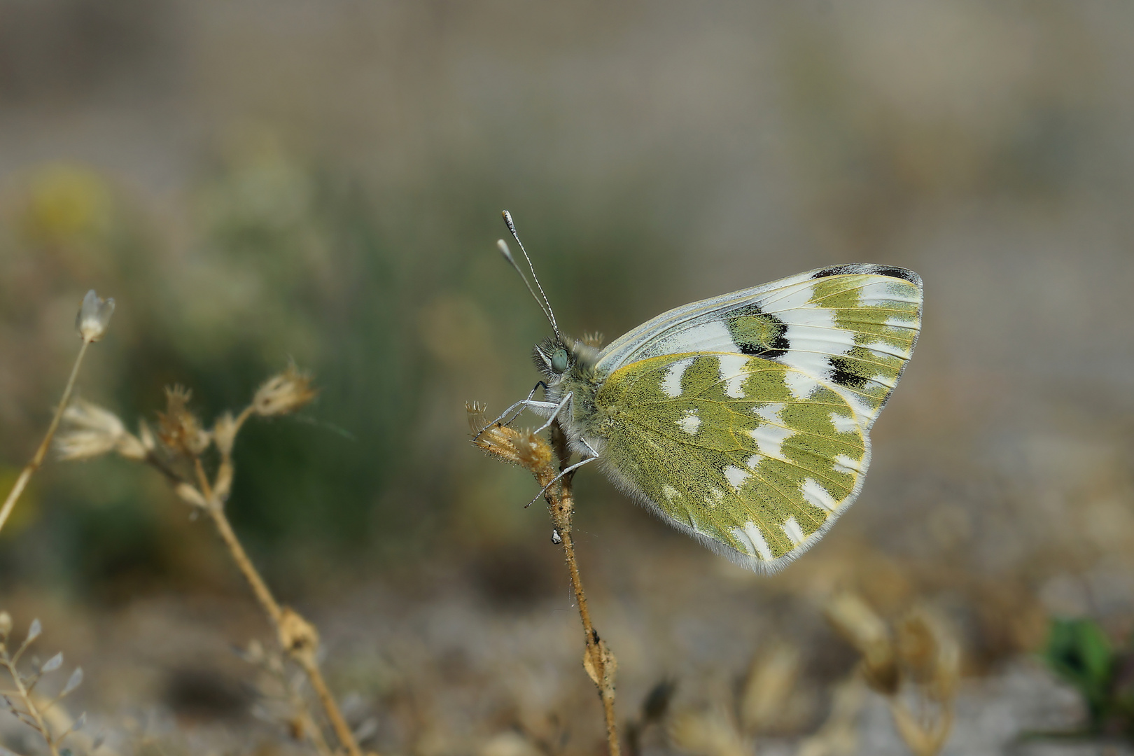 Resedafalter (Pontia edusa)