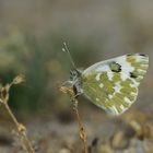 Resedafalter (Pontia edusa)