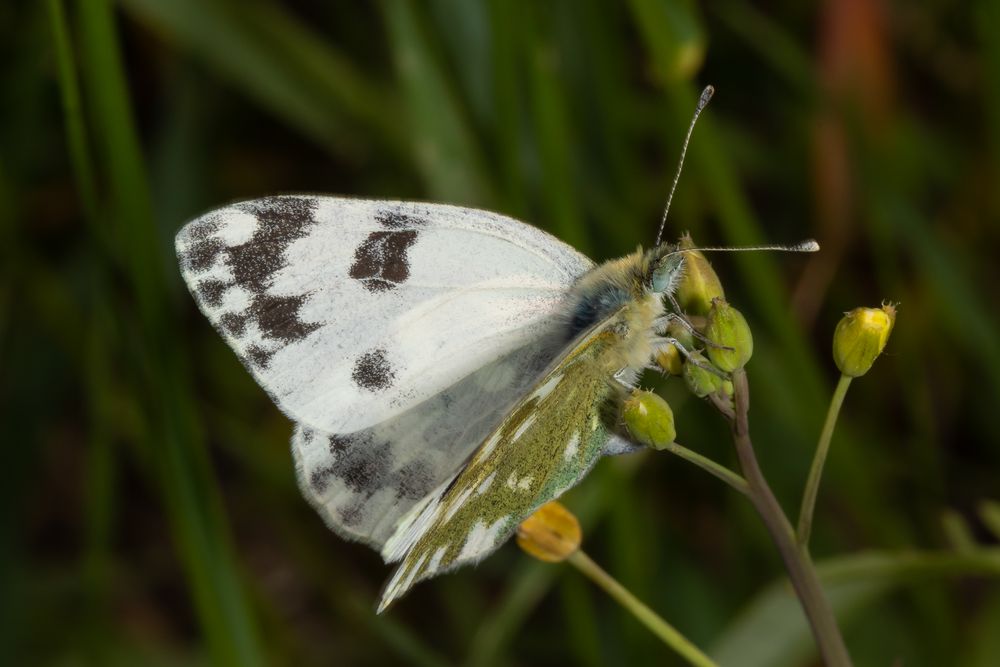 Resedafalter (Pontia edusa)