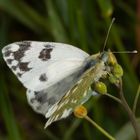 Resedafalter (Pontia edusa)