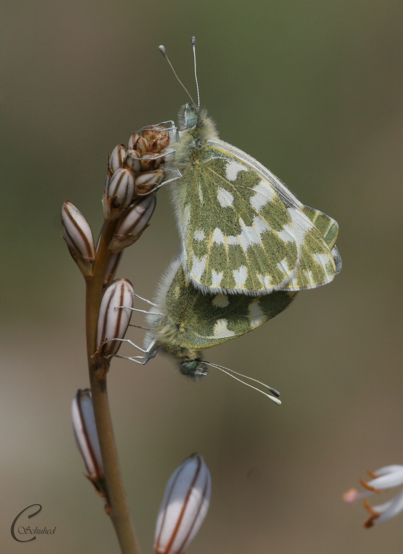 Resedafalter (Pontia edusa)