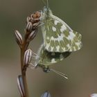 Resedafalter (Pontia edusa)