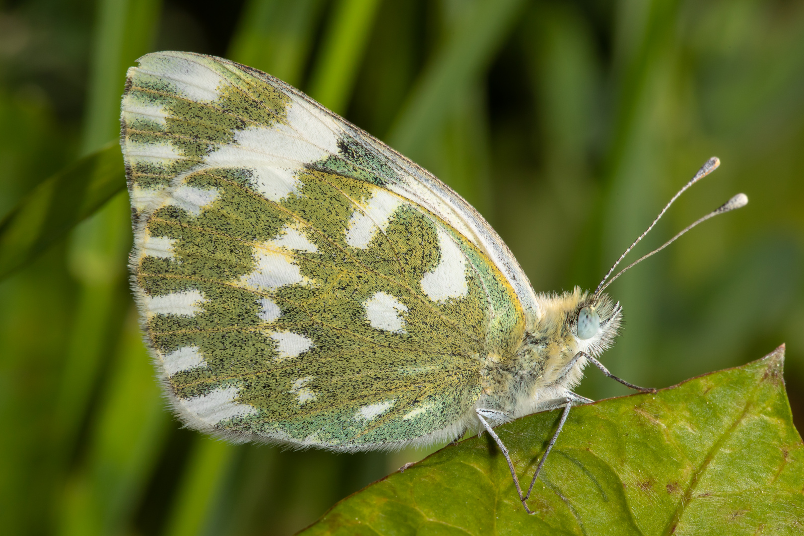 Resedafalter (Pontia edusa)