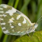 Resedafalter (Pontia edusa)