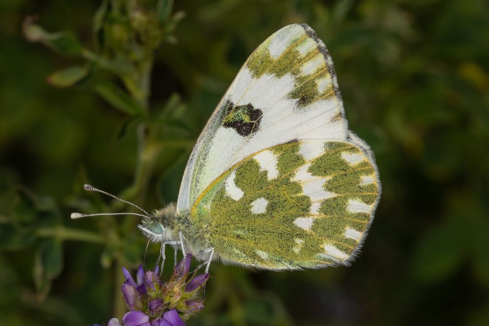 Resedafalter (Pontia edusa)