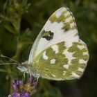 Resedafalter (Pontia edusa)