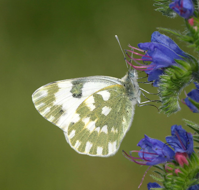 Resedafalter - Pontia edusa