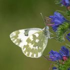 Resedafalter - Pontia edusa