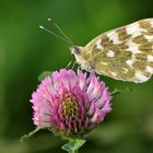 Resedafalter (Pontia edusa)