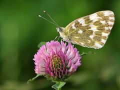 Resedafalter (Pontia edusa)