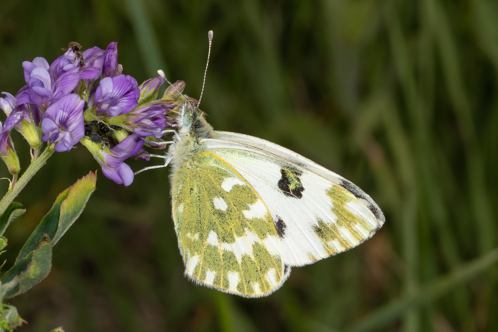 Resedafalter (Pontia edusa)