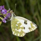 Resedafalter (Pontia edusa)