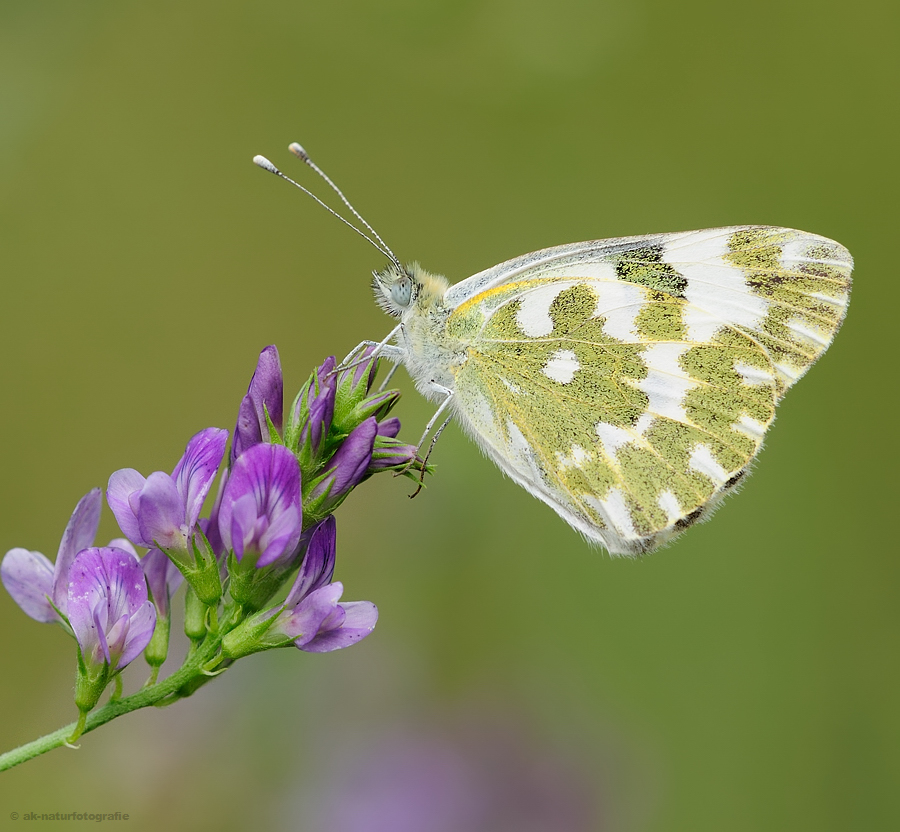 Resedafalter (Pontia edusa)