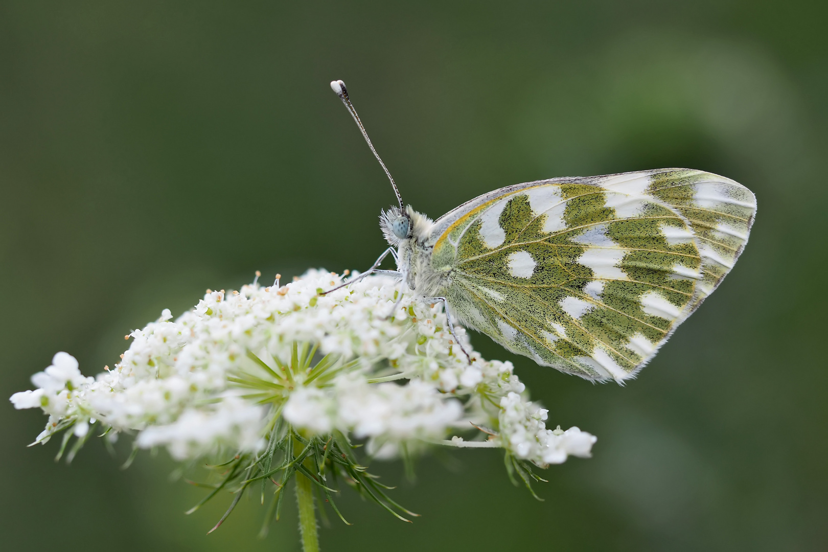 Resedaweissling (Pontia edusa) auf der wilden Möhre. - Le Marbré vert oriental.