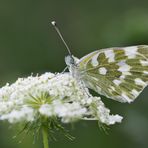 Resedaweissling (Pontia edusa) auf der wilden Möhre. - Le Marbré vert oriental.