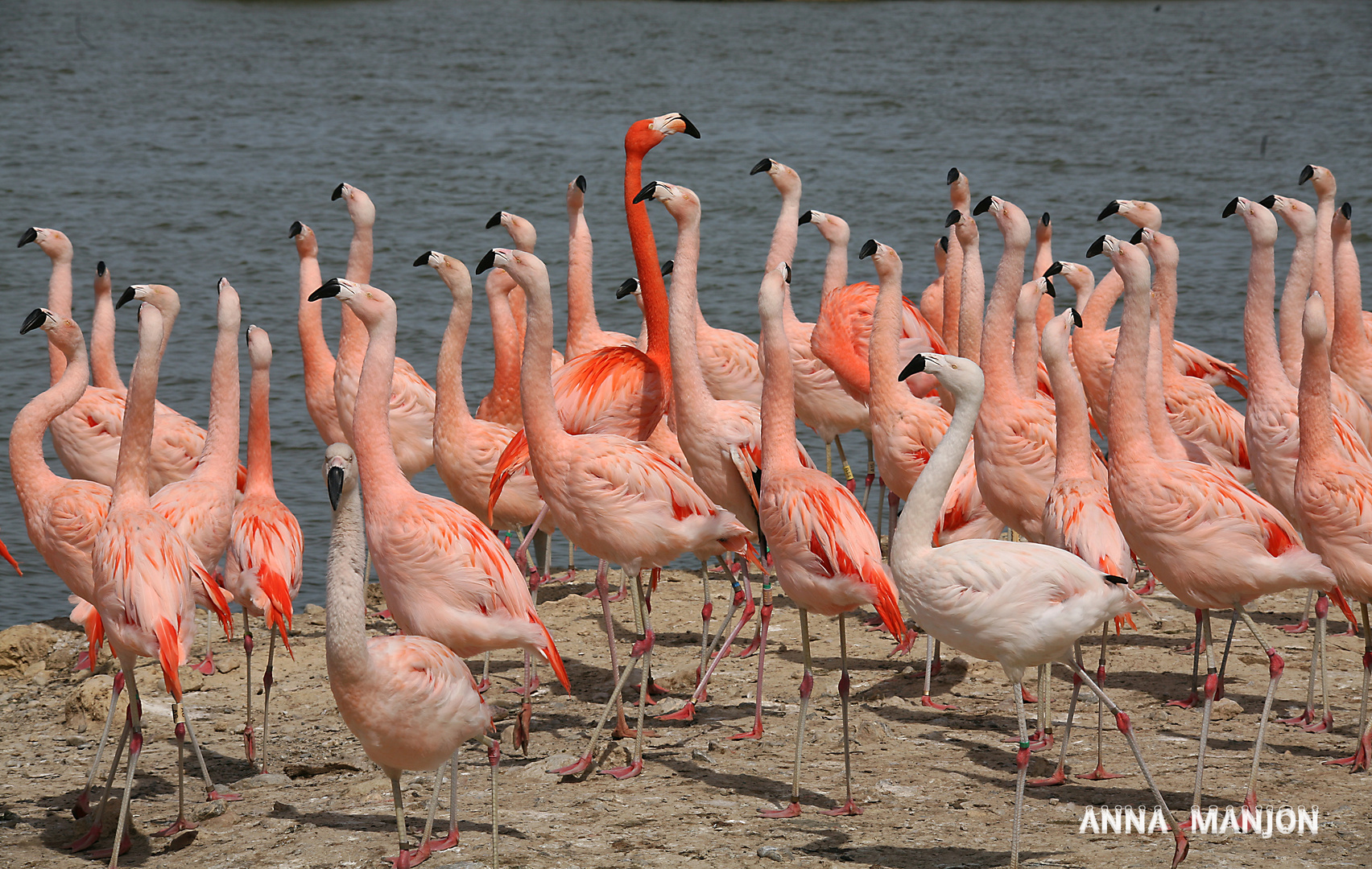 Reserva africana, Sigean (Francia)