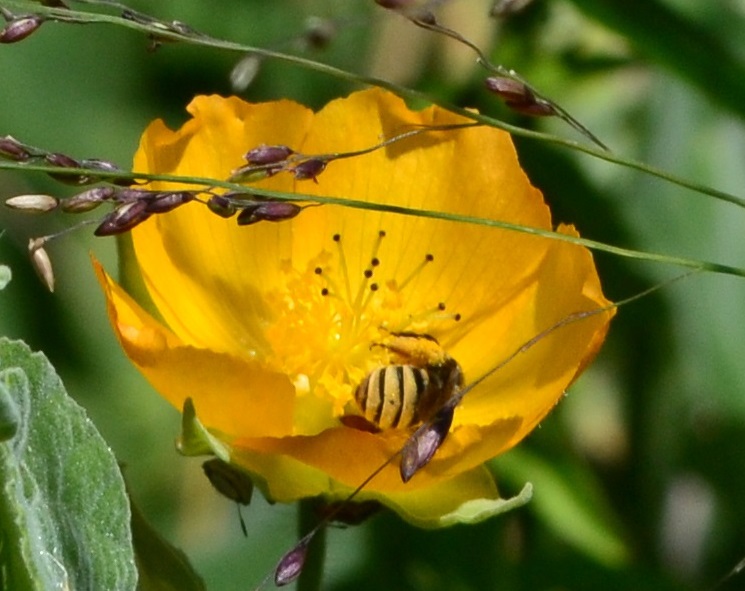 Reserva Ecológica Costanera Sur - Abeja