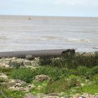 Reserva Ecológica Costanera Sur - Buenos Aires