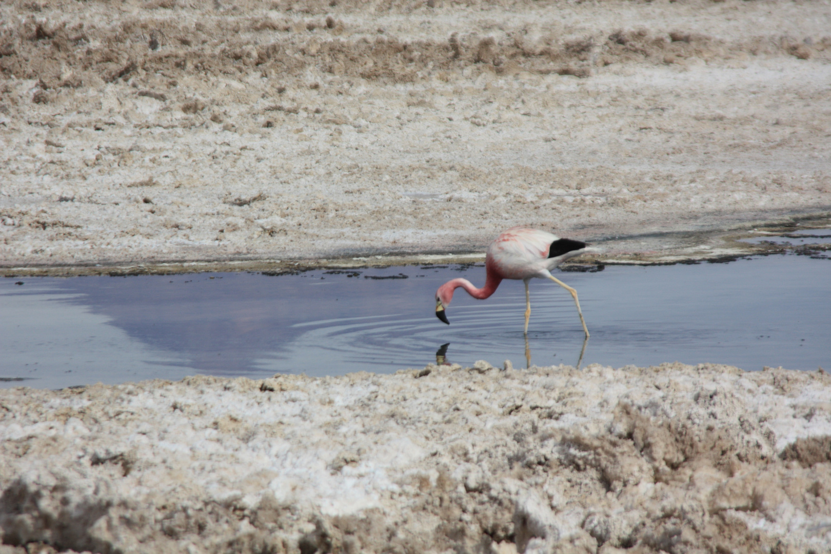 Reserva Nacional de los Flamingos
