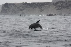 Reserva Nacional Pingüino de Humboldt...