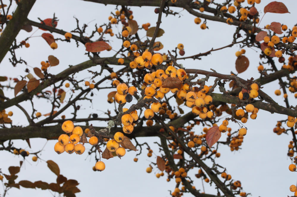 Reserve für den Winter