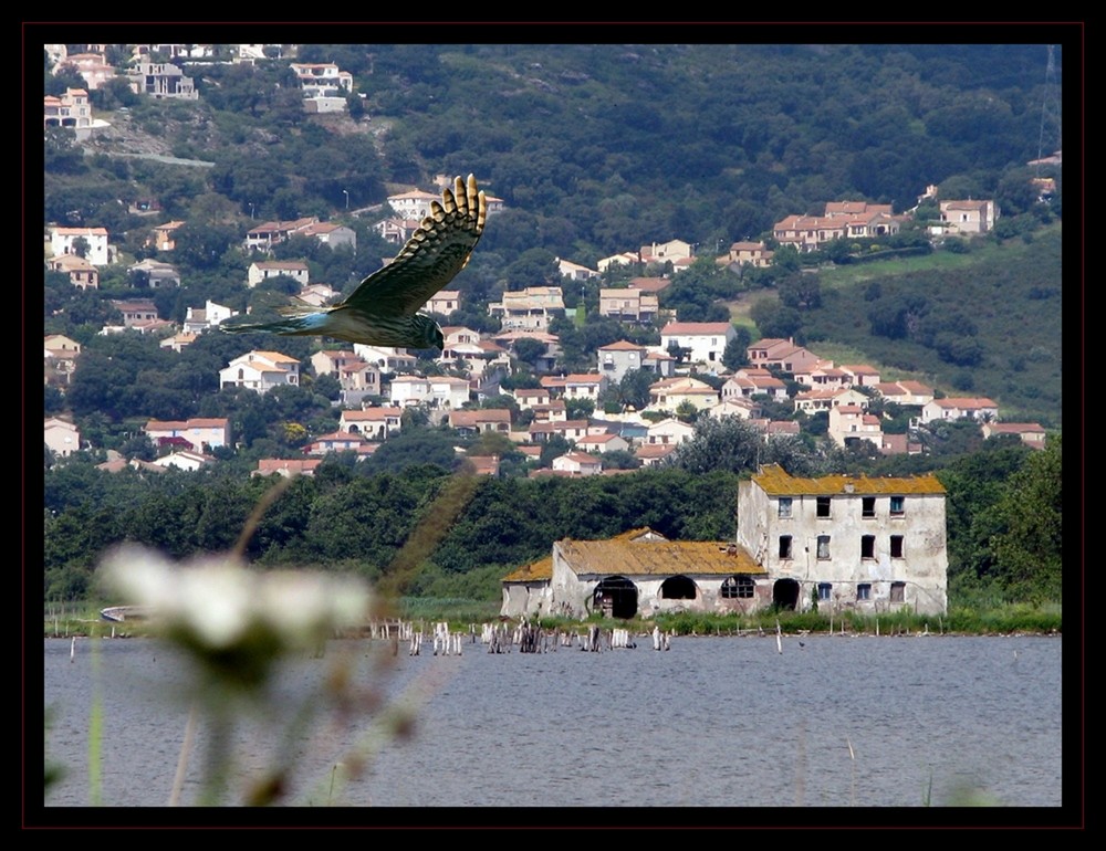 Réserve naturelle de Biguglia