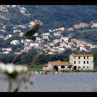 Réserve naturelle de Biguglia