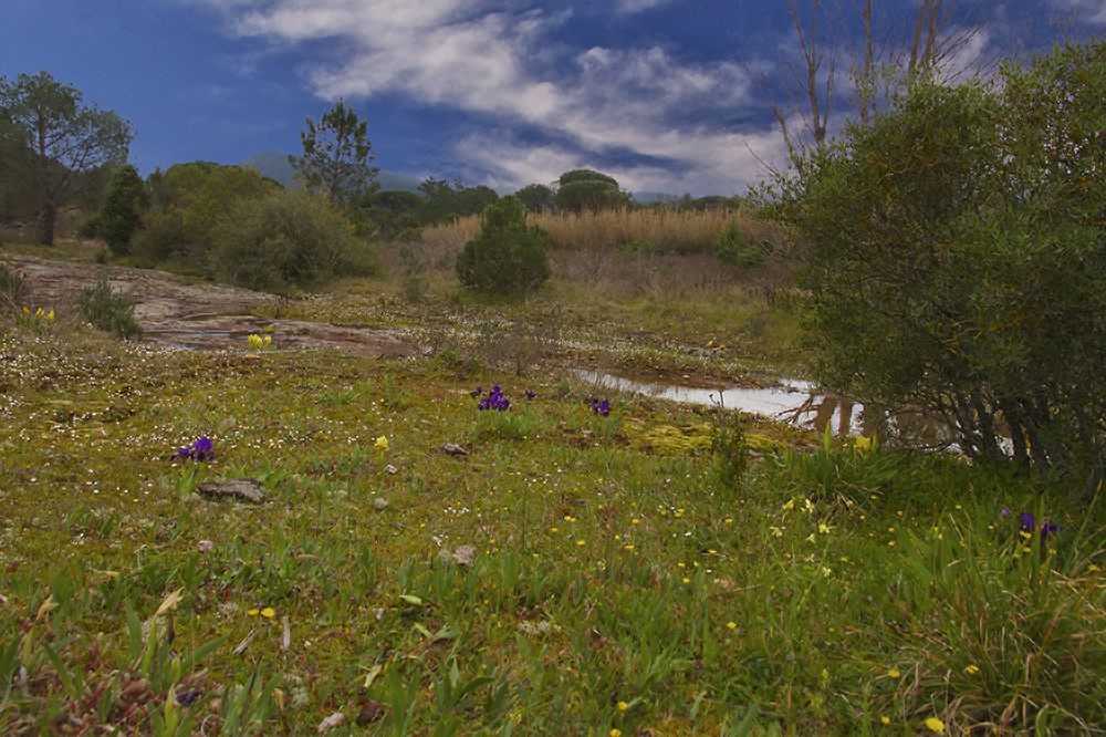 Réserve naturelle de la Plaine des Maures en début de printemps