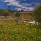 Réserve naturelle de la Plaine des Maures en début de printemps