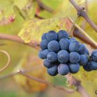 réservé pour les vendanges tardives