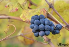 réservé pour les vendanges tardives