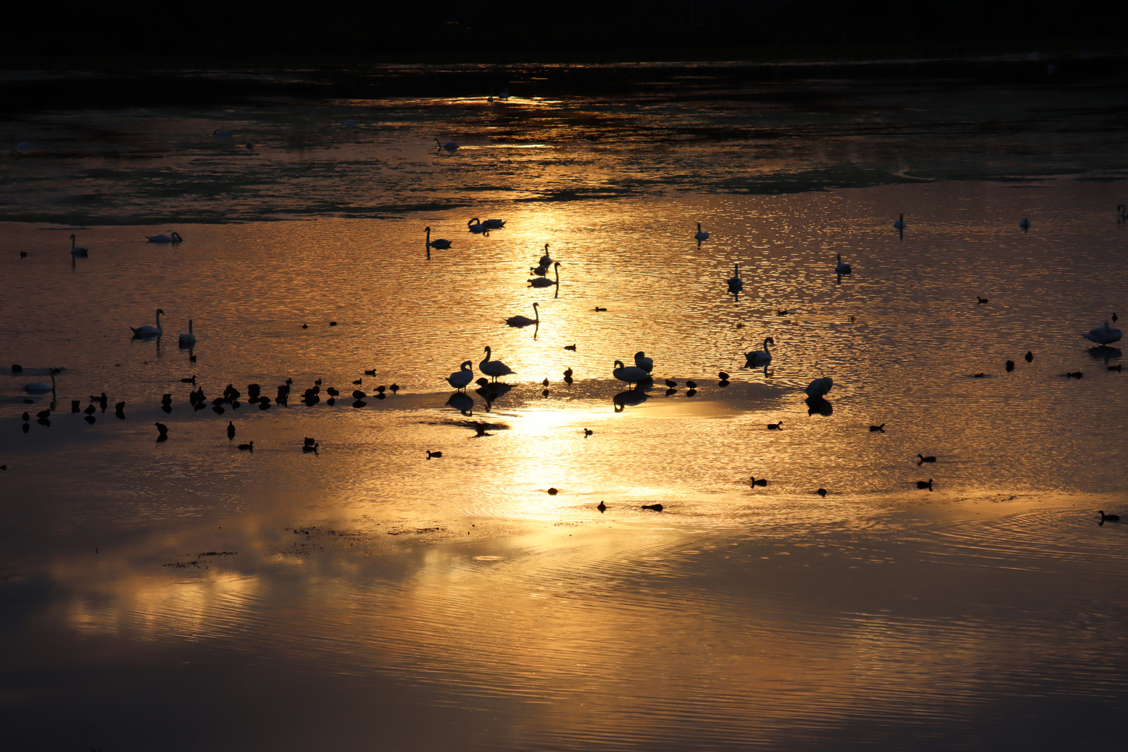 Reservebecken am Alfsee