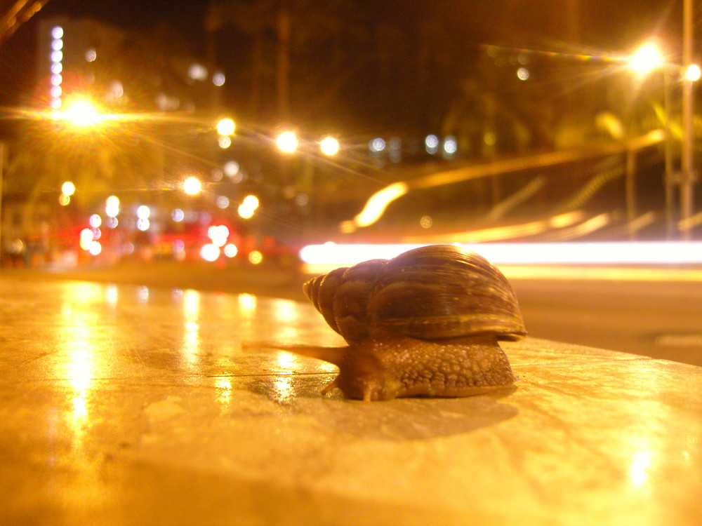 Resident of Ala Moana Blvd